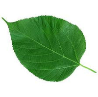 עלה עץ התות